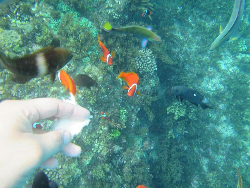 海灘戀情 Beach Love 近沙灘-國旅卡特約商店 鵝鑾鼻（ガランビ） エクステリア 写真
